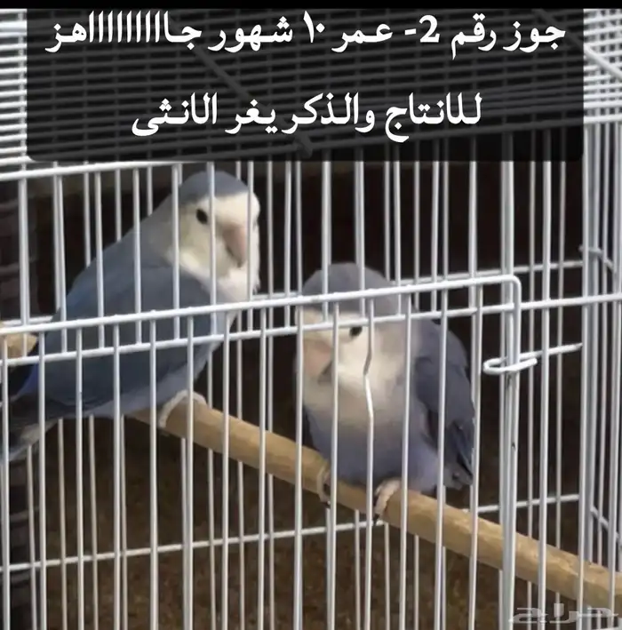 اجواز روز منتجه 1