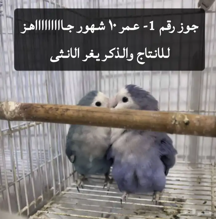 اجواز روز منتجه 0