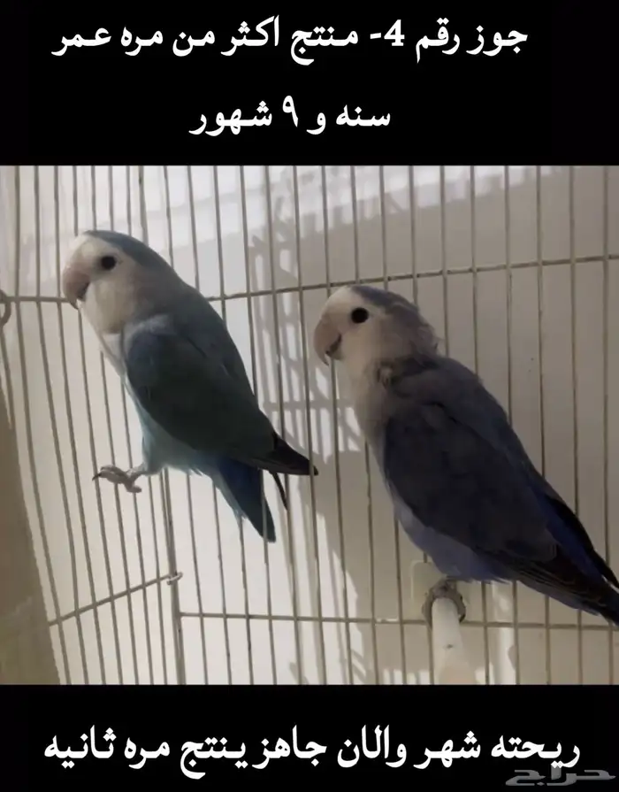 اجواز روز منتجه 3