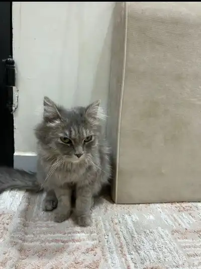 قطوها مع عيالها شيرازيه 0