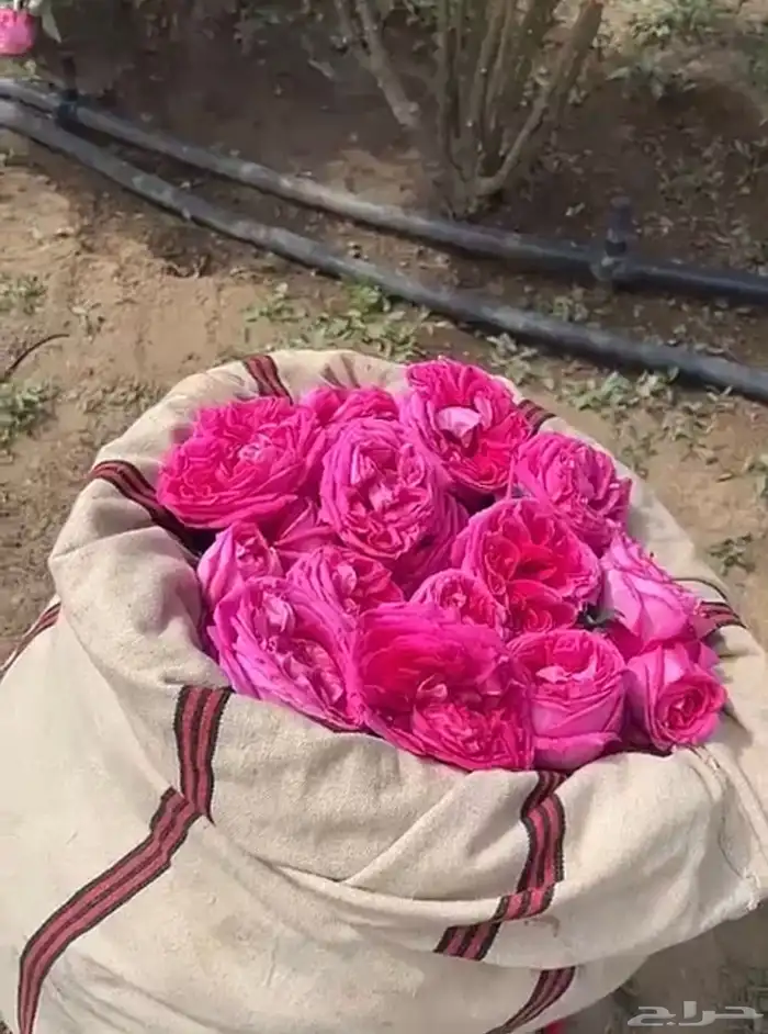 ورد طائفي 1
