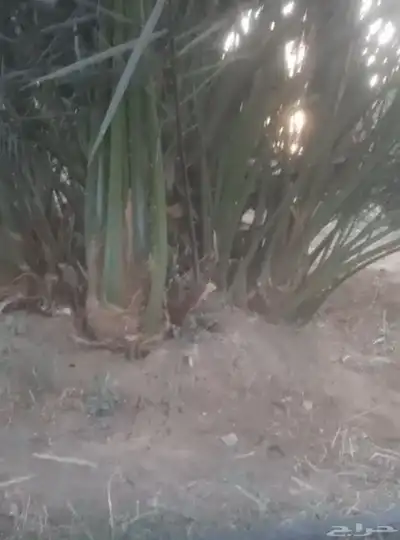 صني عجوه للبيع 0