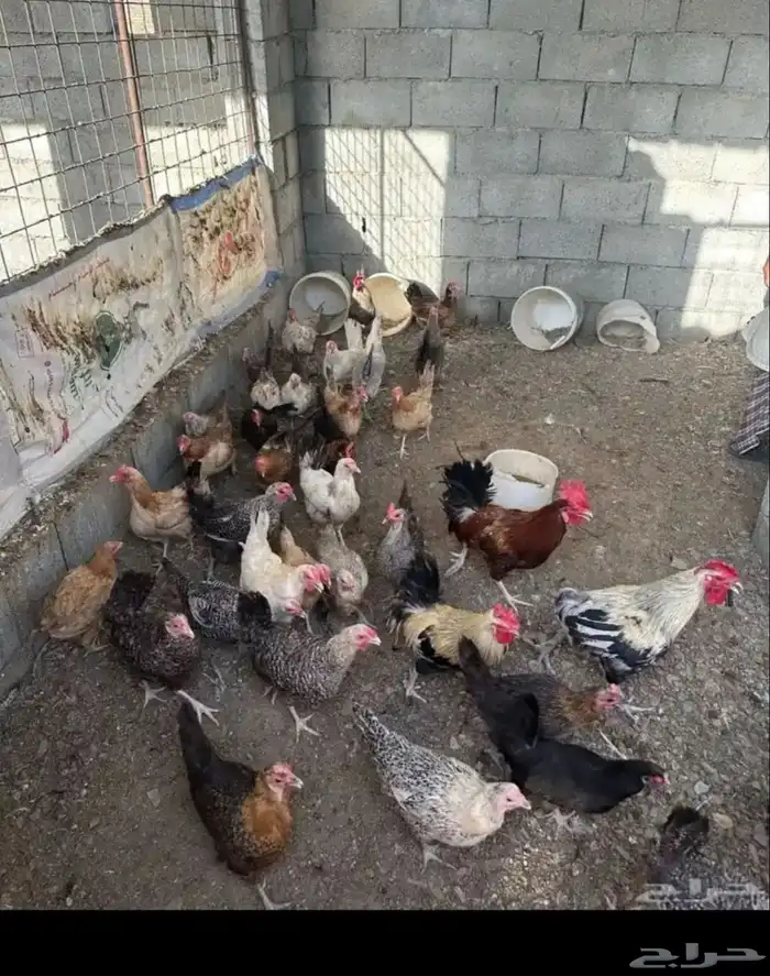 دجاج بيض مشكل 0