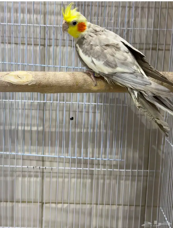 جوزين و ذكور 7