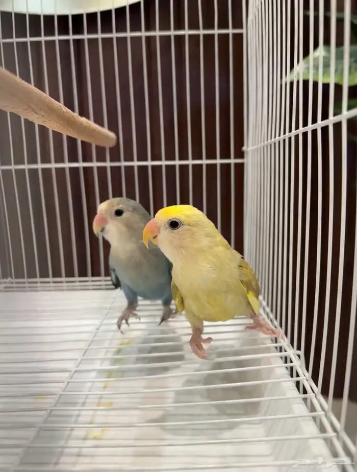 جوزين و ذكور 9