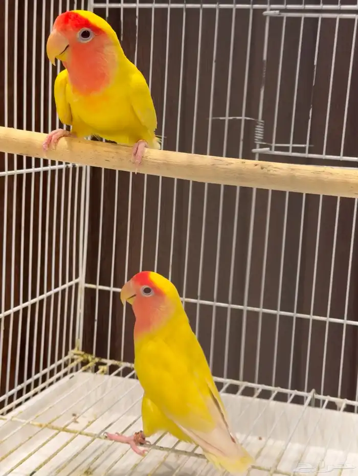 جوزين و ذكور 14