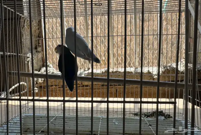 ازواج روز للبيع منتجه 1