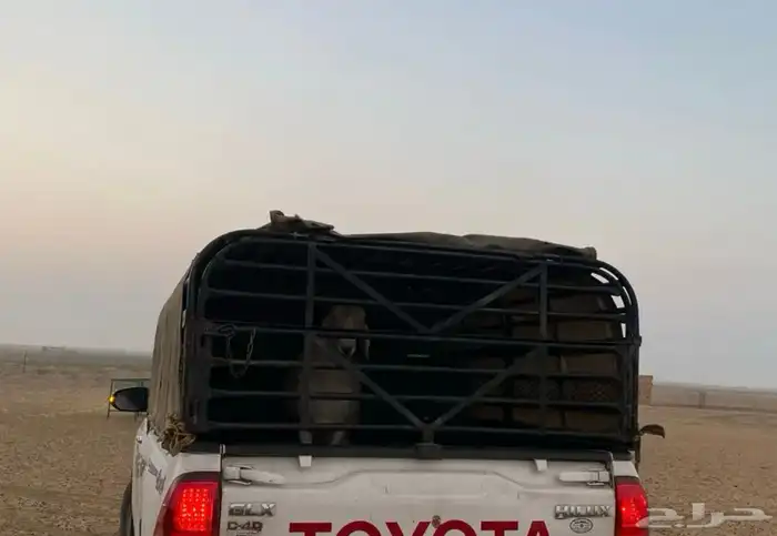 نقل وتوصيل مشاوير اغنام 0