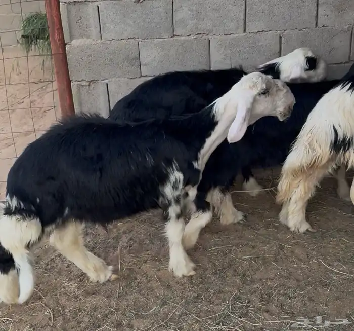4 خرفان نجد ما بين 4 الى 5 شهور(تم البيع) 2