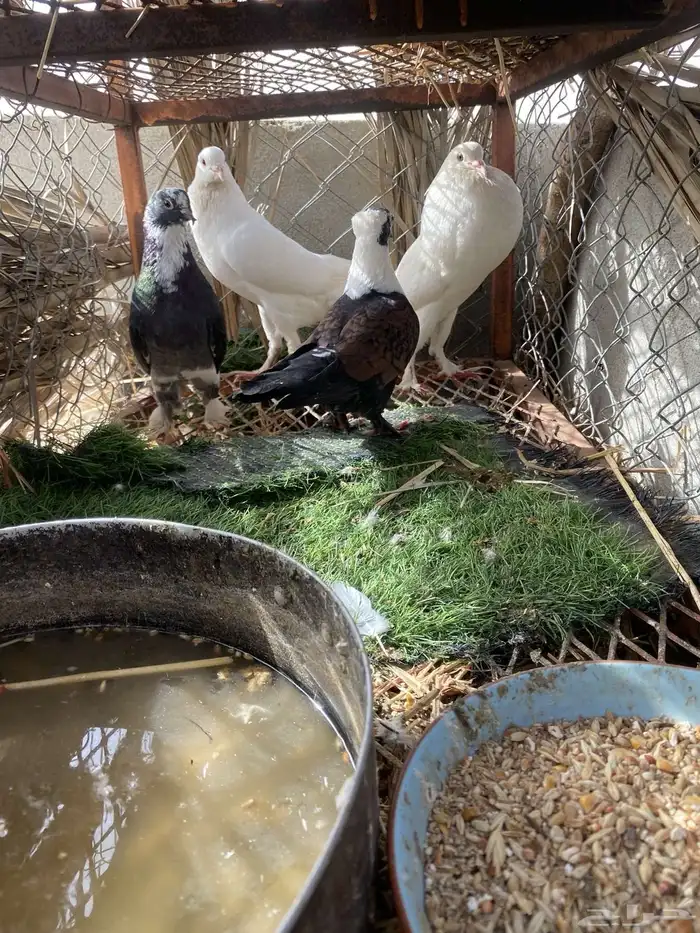 حمام زينه للبيع نفاخ 2