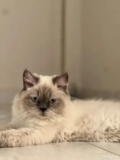 قط هملايا للبيع مع جميع اغراضه 2