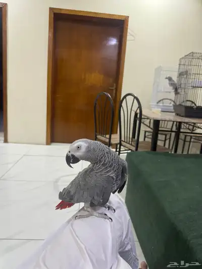 تم البيع 1