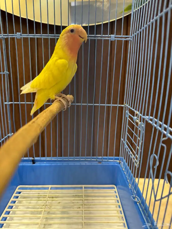 جوزين و ذكور 11