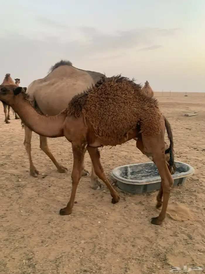 2 حاشي لباني 10