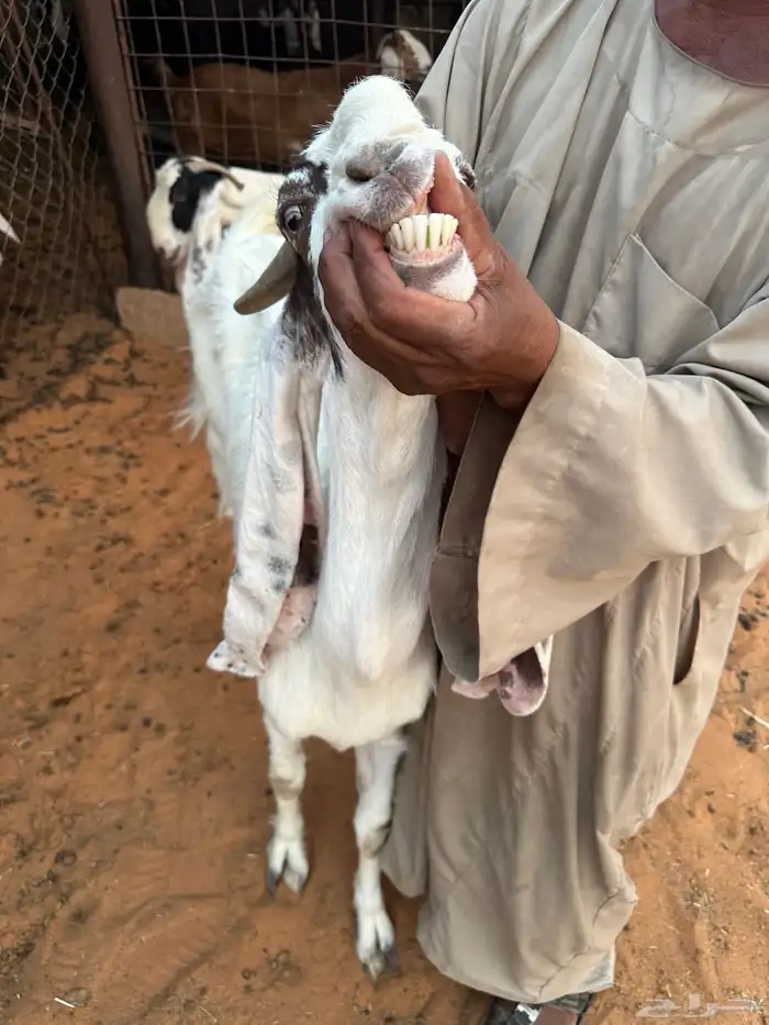 معزاء على واحد الموقع شقراء 5