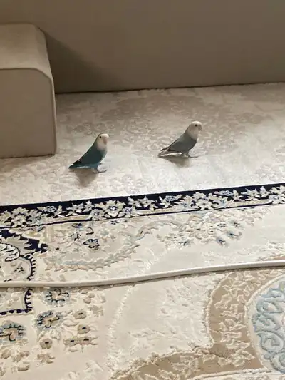 طيور روز ذكر وأنثى 1