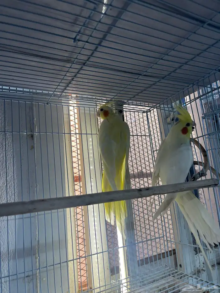 زوج كروان لاتينو 1