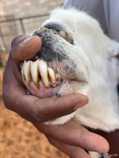 نجديه معها توم رخال 12