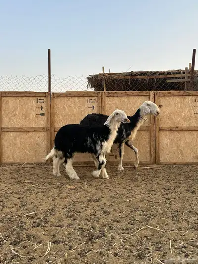 متابيع نجد كل وحده تحتها خروف 1