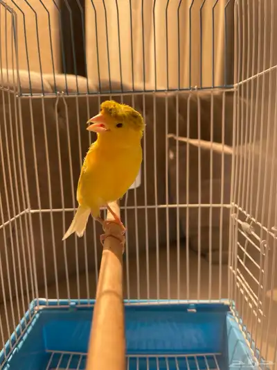 للبيع. كناري. سوري. حبتين تغريد. 0