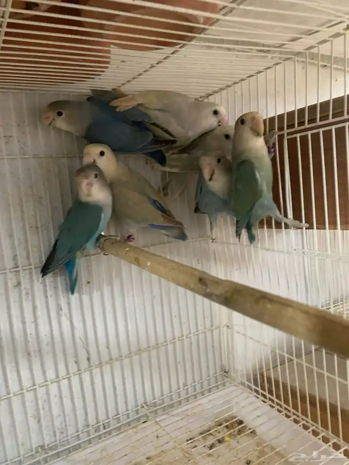 طبات روز ( تم البيع ) 0