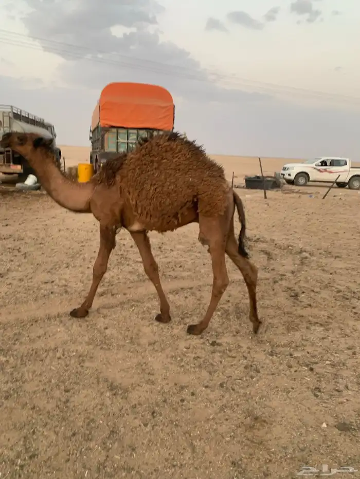 2 حاشي لباني 8