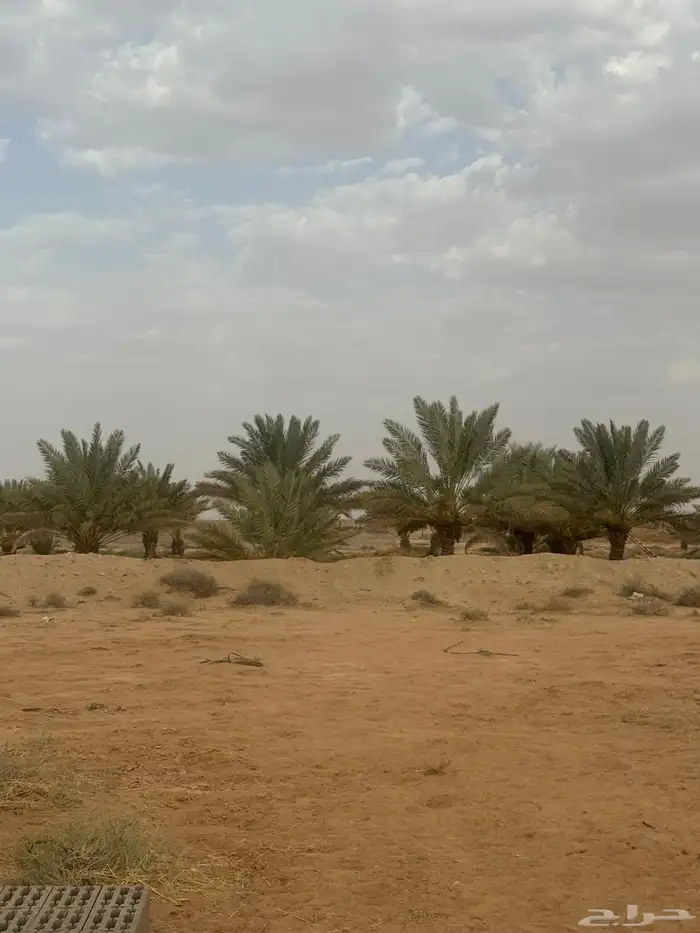 للبيع مزرعه ( مريفق) المساحه 136824 مميزه 5