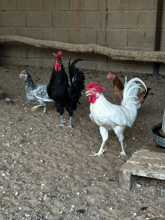 دجاج 0