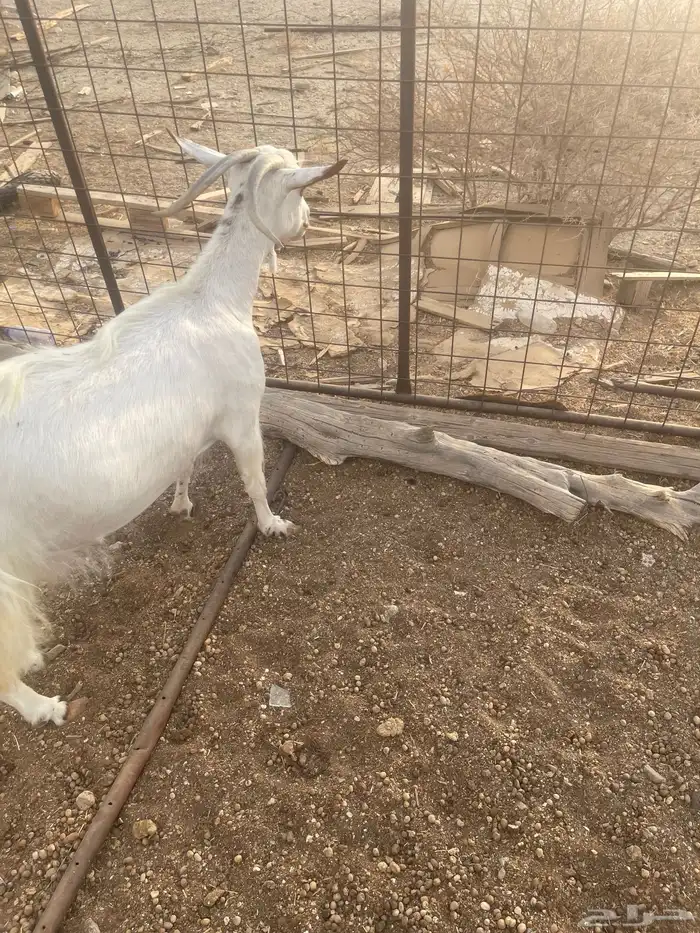 عنزشحم السن جامع 1