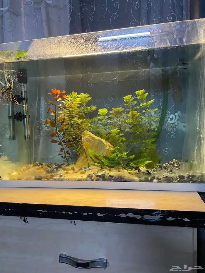 حوض سمك شريمب 2