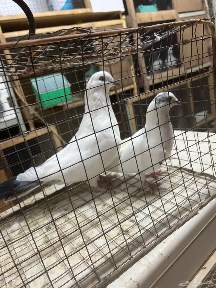 حمام وحشي للبيع 4