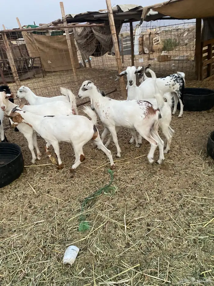 معزا بيشيات خلفات 16