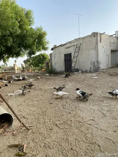 بط بلدي 1