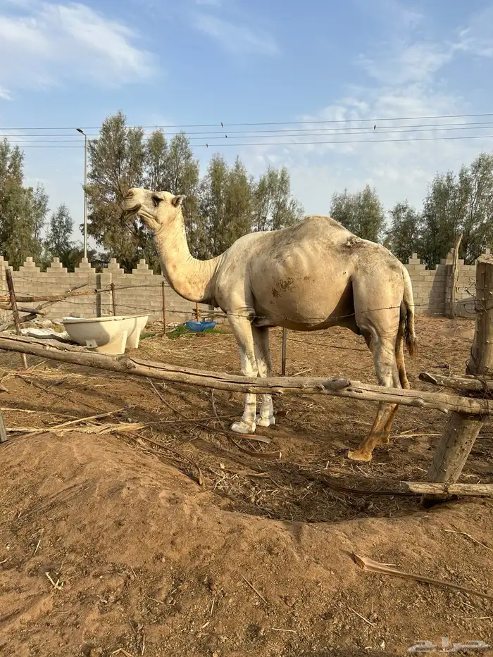 جمل للبيع 2