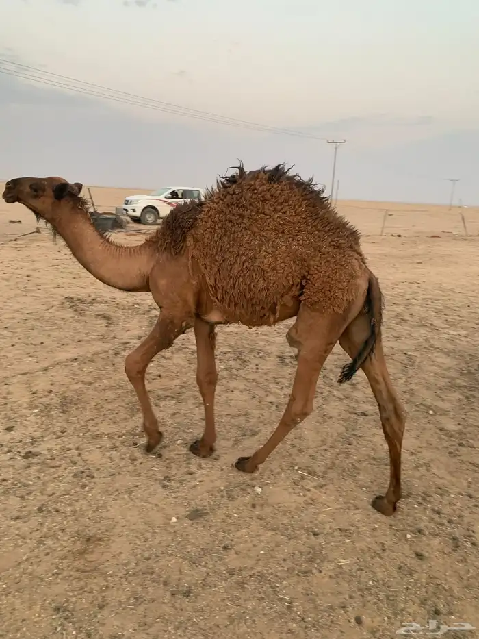 2 حاشي لباني 6