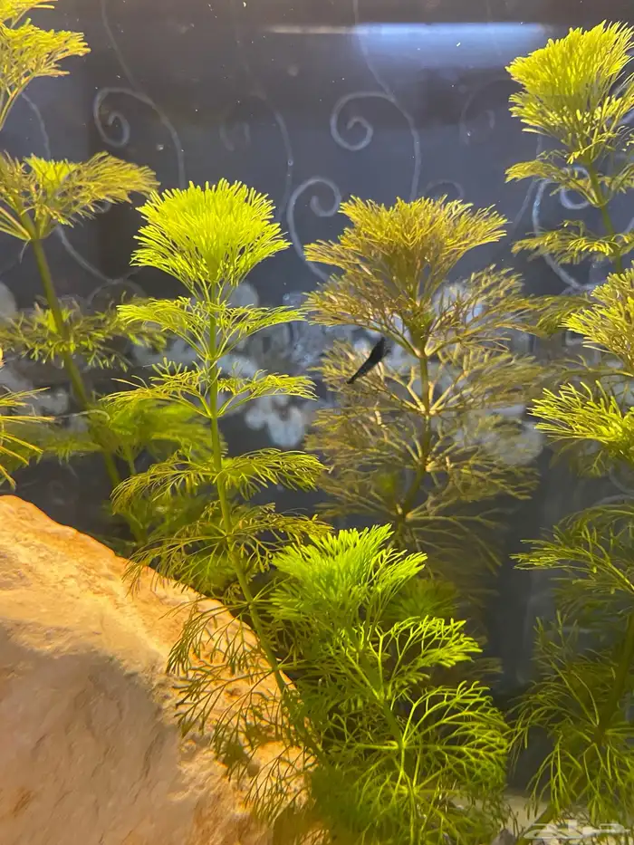 حوض سمك شريمب 3