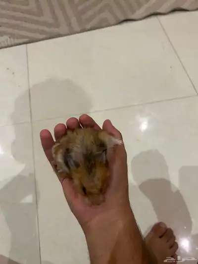 هامستر للبيع اليف ما يعض صحة زينه 2