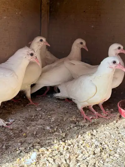 فراخه حمام 0