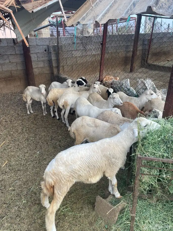 رخيل 6