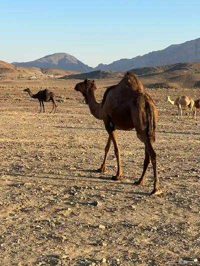 ناقه حايل طيبه 4