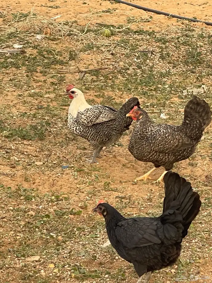 دجاج للبيع 8