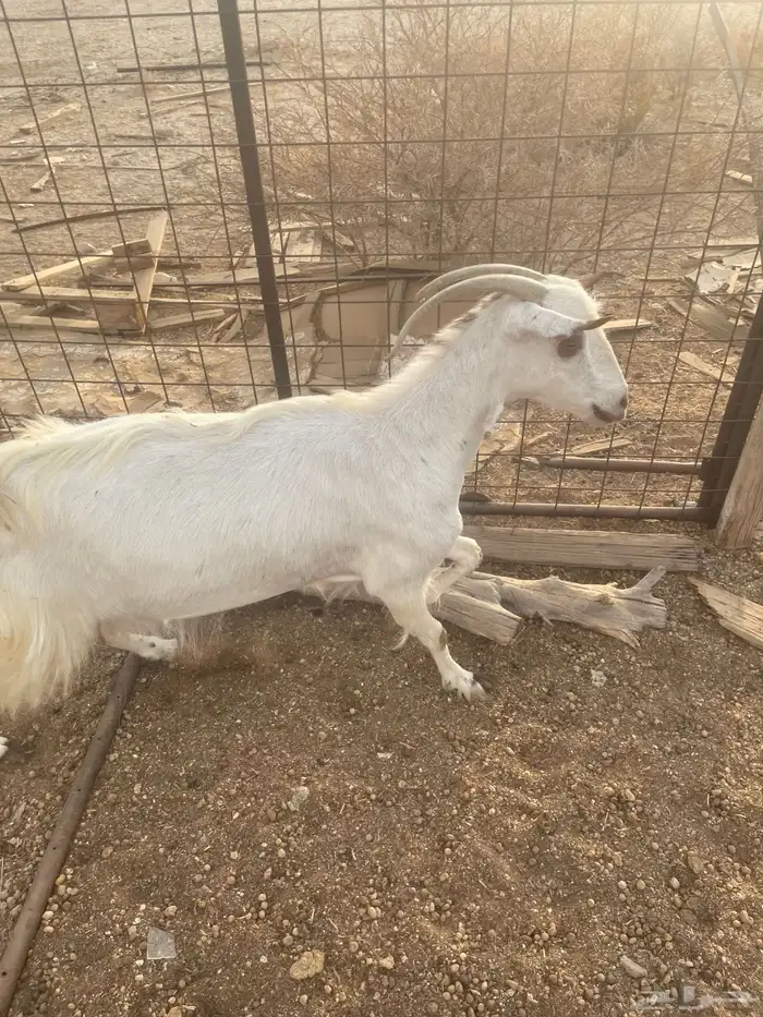 عنزشحم السن جامع 2