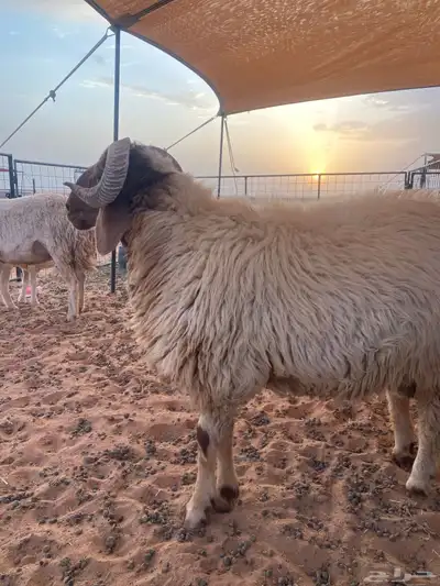 خروف نعيمي 0