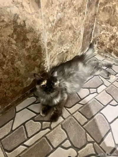 قطه للتبني 2