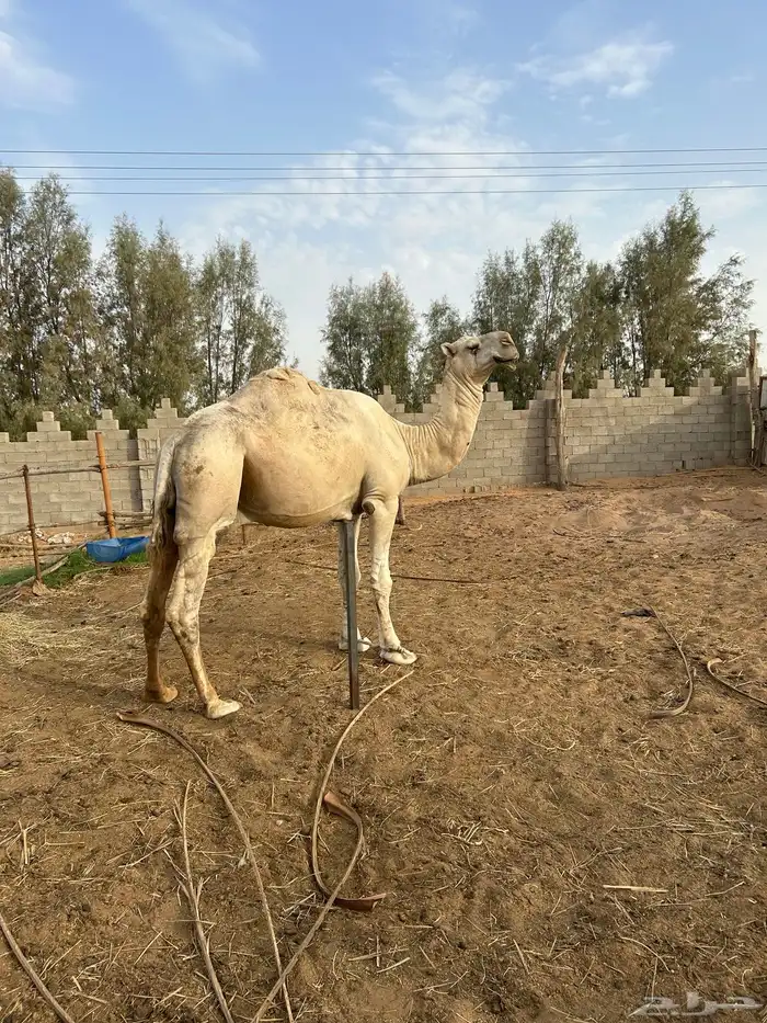 جمل للبيع 3