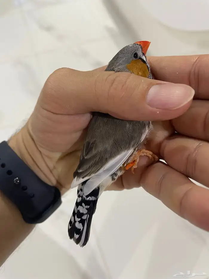 زيبرا انثى وذكرين الوان وتصنيف 4