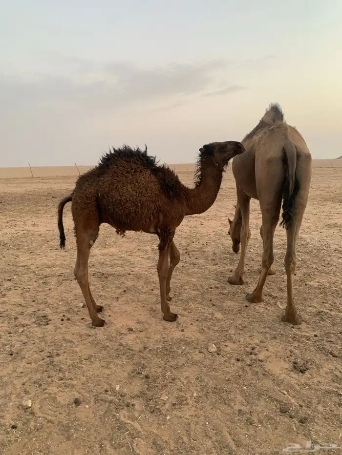 2 حاشي لباني 0