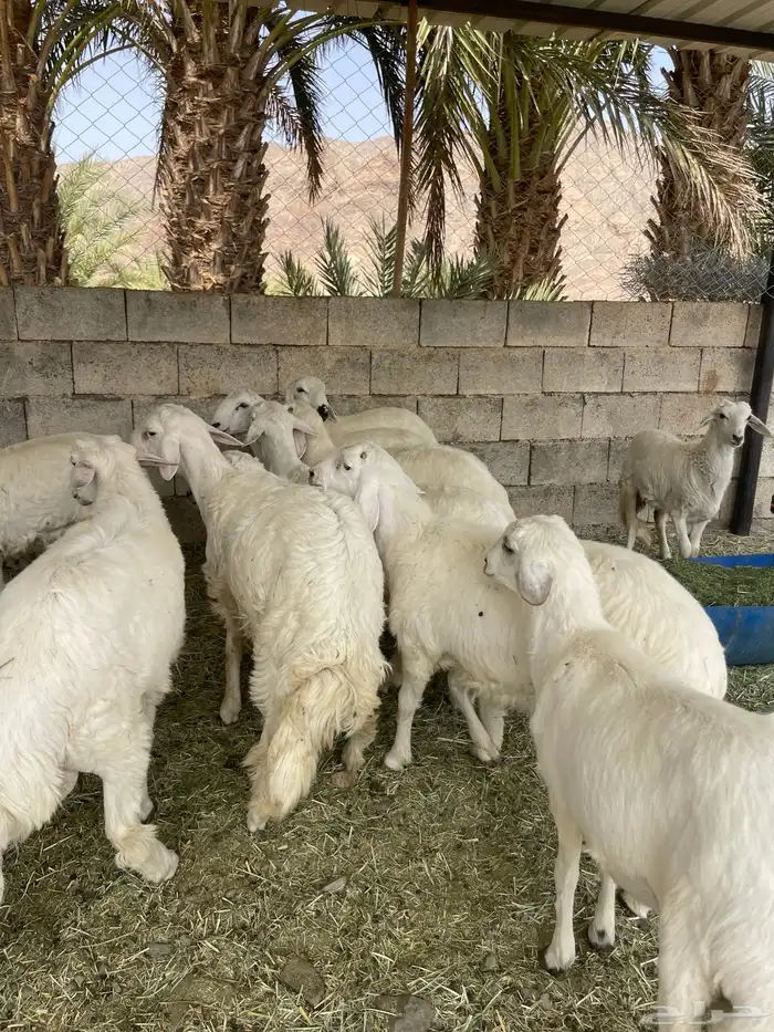 10 خرفان كفوو عمارها من 5 شهور 1