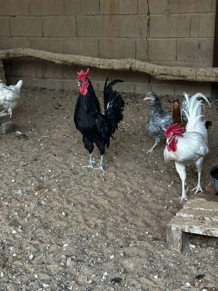 دجاج 1