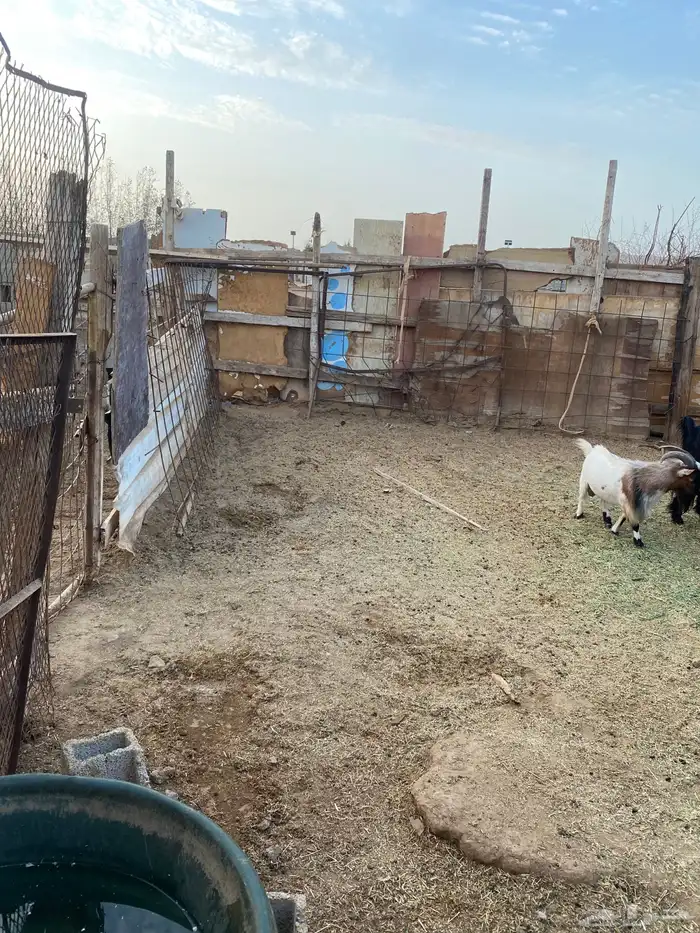 فحل قزم البيع 4